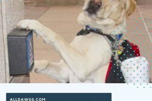 Service Dog Training Albany Ny My Caring Dog – Tips, Stories, and Care Guides for Loving Pet Owners Service Dog Training Albany Ny | My Caring Dog – Tips, Stories, and Care Guides for Loving Pet Owners