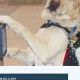 Service Dog Training Albany Ny | My Caring Dog – Tips, Stories, and Care Guides for Loving Pet Owners