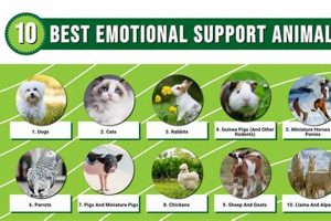 Find ESA Dog Adoption Near You My Caring Dog – Tips, Stories, and Care Guides for Loving Pet Owners Find ESA Dog Adoption Near You | My Caring Dog – Tips, Stories, and Care Guides for Loving Pet Owners