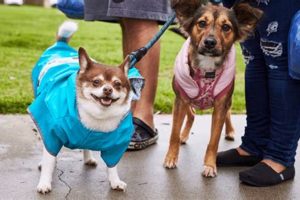 Top Dog Day Care in Charlottesville, VA My Caring Dog – Tips, Stories, and Care Guides for Loving Pet Owners Top Dog Day Care in Charlottesville, VA | My Caring Dog – Tips, Stories, and Care Guides for Loving Pet Owners