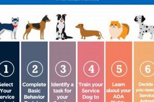 Complete Guide to Service Dog Certifications My Caring Dog – Tips, Stories, and Care Guides for Loving Pet Owners Complete Guide to Service Dog Certifications | My Caring Dog – Tips, Stories, and Care Guides for Loving Pet Owners