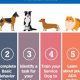 Complete Guide to Service Dog Certifications | My Caring Dog – Tips, Stories, and Care Guides for Loving Pet Owners