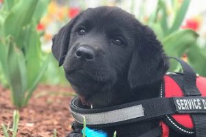 Can a Puppy Become a Service Dog? Training & Tips My Caring Dog – Tips, Stories, and Care Guides for Loving Pet Owners Can a Puppy Become a Service Dog? Training & Tips | My Caring Dog – Tips, Stories, and Care Guides for Loving Pet Owners