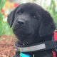 Can a Puppy Become a Service Dog? Training & Tips | My Caring Dog – Tips, Stories, and Care Guides for Loving Pet Owners
