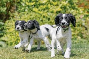 Best Dog Day Care in Providence RI: Top Choices My Caring Dog – Tips, Stories, and Care Guides for Loving Pet Owners Best Dog Day Care in Providence RI: Top Choices | My Caring Dog – Tips, Stories, and Care Guides for Loving Pet Owners