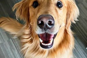 The Ultimate Guide to Companion Canines for Cars My Caring Dog – Tips, Stories, and Care Guides for Loving Pet Owners The Ultimate Guide to Companion Canines for Cars | My Caring Dog – Tips, Stories, and Care Guides for Loving Pet Owners