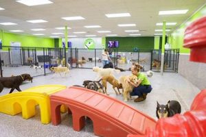 Top-Rated San Diego Dog Day Care & Boarding My Caring Dog – Tips, Stories, and Care Guides for Loving Pet Owners Top-Rated San Diego Dog Day Care & Boarding | My Caring Dog – Tips, Stories, and Care Guides for Loving Pet Owners
