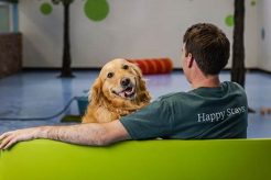 Best Kip Dog Day Care | Top Kennels My Caring Dog – Tips, Stories, and Care Guides for Loving Pet Owners Best Kip Dog Day Care | Top Kennels | My Caring Dog – Tips, Stories, and Care Guides for Loving Pet Owners