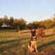 Best Service Dog Training in Sacramento CA | My Caring Dog – Tips, Stories, and Care Guides for Loving Pet Owners