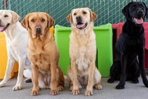 Find Career Change Dogs Near Me: Support & Comfort My Caring Dog – Tips, Stories, and Care Guides for Loving Pet Owners Find Career Change Dogs Near Me: Support & Comfort | My Caring Dog – Tips, Stories, and Care Guides for Loving Pet Owners