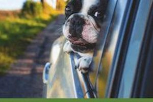 Top Dog Sedatives for Smooth Car Travels My Caring Dog – Tips, Stories, and Care Guides for Loving Pet Owners Top Dog Sedatives for Smooth Car Travels | My Caring Dog – Tips, Stories, and Care Guides for Loving Pet Owners