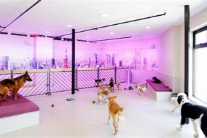 Best Dog Day Care in NYC: Top Centers My Caring Dog – Tips, Stories, and Care Guides for Loving Pet Owners Best Dog Day Care in NYC: Top Centers | My Caring Dog – Tips, Stories, and Care Guides for Loving Pet Owners