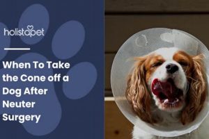 Dog Neuter Aftercare: Tips & Recovery Guide My Caring Dog – Tips, Stories, and Care Guides for Loving Pet Owners Dog Neuter Aftercare: Tips & Recovery Guide | My Caring Dog – Tips, Stories, and Care Guides for Loving Pet Owners