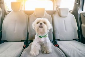 Ultimate Guide: Curing Dog Car Sickness Fast My Caring Dog – Tips, Stories, and Care Guides for Loving Pet Owners Ultimate Guide: Curing Dog Car Sickness Fast | My Caring Dog – Tips, Stories, and Care Guides for Loving Pet Owners