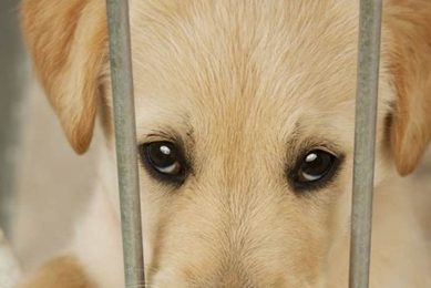 Adopt Foster Dogs Near You: Find Your Furry Friend My Caring Dog – Tips, Stories, and Care Guides for Loving Pet Owners Adopt Foster Dogs Near You: Find Your Furry Friend | My Caring Dog – Tips, Stories, and Care Guides for Loving Pet Owners