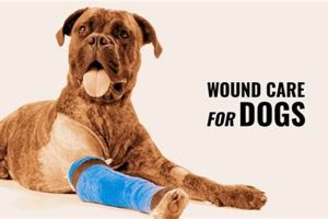 Complete Guide: Dog Open Wound Care Tips My Caring Dog – Tips, Stories, and Care Guides for Loving Pet Owners Complete Guide: Dog Open Wound Care Tips | My Caring Dog – Tips, Stories, and Care Guides for Loving Pet Owners