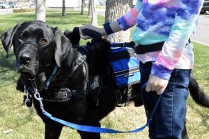 Trained Mobility Service Dogs for Sale: Find Your Partner My Caring Dog – Tips, Stories, and Care Guides for Loving Pet Owners Trained Mobility Service Dogs for Sale: Find Your Partner | My Caring Dog – Tips, Stories, and Care Guides for Loving Pet Owners