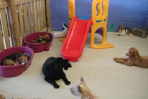 Dog Day Care Silver Spring My Caring Dog – Tips, Stories, and Care Guides for Loving Pet Owners Dog Day Care Silver Spring | My Caring Dog – Tips, Stories, and Care Guides for Loving Pet Owners