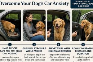 How To Calm A Dog In The Car My Caring Dog – Tips, Stories, and Care Guides for Loving Pet Owners How To Calm A Dog In The Car | My Caring Dog – Tips, Stories, and Care Guides for Loving Pet Owners