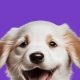 Best Dog Day Care Software: Top Tools & Apps | My Caring Dog – Tips, Stories, and Care Guides for Loving Pet Owners