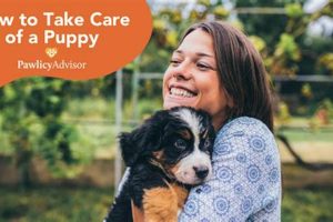 How Do You Take Care Of A Puppy For Beginners My Caring Dog – Tips, Stories, and Care Guides for Loving Pet Owners How Do You Take Care Of A Puppy For Beginners | My Caring Dog – Tips, Stories, and Care Guides for Loving Pet Owners