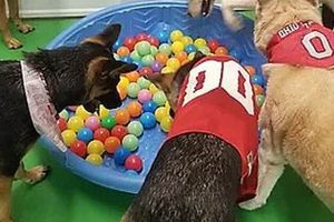 Pro Furball Fitness Dog Walking & Pet Care Services My Caring Dog – Tips, Stories, and Care Guides for Loving Pet Owners Pro Furball Fitness Dog Walking & Pet Care Services | My Caring Dog – Tips, Stories, and Care Guides for Loving Pet Owners