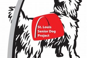 Adopt Senior Dogs in St. Louis Today! My Caring Dog – Tips, Stories, and Care Guides for Loving Pet Owners Adopt Senior Dogs in St. Louis Today! | My Caring Dog – Tips, Stories, and Care Guides for Loving Pet Owners