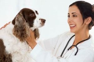 Best Cheap Dental Care Tips for Dogs My Caring Dog – Tips, Stories, and Care Guides for Loving Pet Owners Best Cheap Dental Care Tips for Dogs | My Caring Dog – Tips, Stories, and Care Guides for Loving Pet Owners