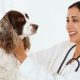 Best Cheap Dental Care Tips for Dogs | My Caring Dog – Tips, Stories, and Care Guides for Loving Pet Owners