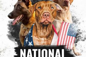 Top National K9 Car Dog Programs My Caring Dog – Tips, Stories, and Care Guides for Loving Pet Owners Top National K9 Car Dog Programs | My Caring Dog – Tips, Stories, and Care Guides for Loving Pet Owners
