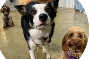 Best Dog Day Care in Norwich | Top Kennels My Caring Dog – Tips, Stories, and Care Guides for Loving Pet Owners Best Dog Day Care in Norwich | Top Kennels | My Caring Dog – Tips, Stories, and Care Guides for Loving Pet Owners