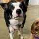Best Dog Day Care in Norwich | Top Kennels | My Caring Dog – Tips, Stories, and Care Guides for Loving Pet Owners