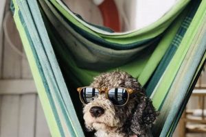 Top Dog Day Care in Stockton, CA My Caring Dog – Tips, Stories, and Care Guides for Loving Pet Owners Top Dog Day Care in Stockton, CA | My Caring Dog – Tips, Stories, and Care Guides for Loving Pet Owners