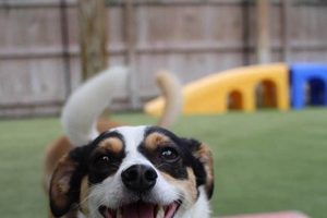 Best Dog Day Care in Niceville, FL: Top Picks My Caring Dog – Tips, Stories, and Care Guides for Loving Pet Owners Best Dog Day Care in Niceville, FL: Top Picks | My Caring Dog – Tips, Stories, and Care Guides for Loving Pet Owners