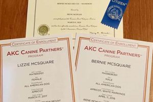AKC Service Dog Certification: Facts & Myths My Caring Dog – Tips, Stories, and Care Guides for Loving Pet Owners AKC Service Dog Certification: Facts & Myths | My Caring Dog – Tips, Stories, and Care Guides for Loving Pet Owners
