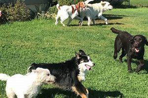 Top Dog Day Care in Bedminster, NJ My Caring Dog – Tips, Stories, and Care Guides for Loving Pet Owners Top Dog Day Care in Bedminster, NJ | My Caring Dog – Tips, Stories, and Care Guides for Loving Pet Owners