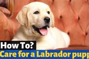 Ultimate Labrador Dog Care Guide: Tips & Tricks My Caring Dog – Tips, Stories, and Care Guides for Loving Pet Owners Ultimate Labrador Dog Care Guide: Tips & Tricks | My Caring Dog – Tips, Stories, and Care Guides for Loving Pet Owners