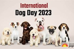 The Ultimate Dog Day at the K Experience My Caring Dog – Tips, Stories, and Care Guides for Loving Pet Owners The Ultimate Dog Day at the K Experience | My Caring Dog – Tips, Stories, and Care Guides for Loving Pet Owners