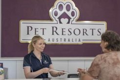 Best Dog Day Care Center in Eumundi: Top Care My Caring Dog – Tips, Stories, and Care Guides for Loving Pet Owners Best Dog Day Care Center in Eumundi: Top Care | My Caring Dog – Tips, Stories, and Care Guides for Loving Pet Owners