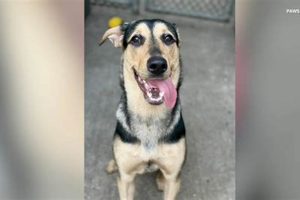 Best Animal Rescue Shelters in Chicago, IL My Caring Dog – Tips, Stories, and Care Guides for Loving Pet Owners Best Animal Rescue Shelters in Chicago, IL | My Caring Dog – Tips, Stories, and Care Guides for Loving Pet Owners