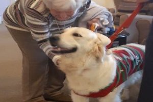 Find Certified Pet Dog Therapy Near Me My Caring Dog – Tips, Stories, and Care Guides for Loving Pet Owners Find Certified Pet Dog Therapy Near Me | My Caring Dog – Tips, Stories, and Care Guides for Loving Pet Owners
