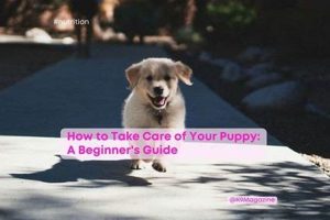 Puppy Care 101: A Beginner's Guide My Caring Dog – Tips, Stories, and Care Guides for Loving Pet Owners Puppy Care 101: A Beginner's Guide | My Caring Dog – Tips, Stories, and Care Guides for Loving Pet Owners