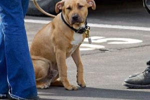 Best Canine Companions: Car Dog Edition My Caring Dog – Tips, Stories, and Care Guides for Loving Pet Owners Best Canine Companions: Car Dog Edition | My Caring Dog – Tips, Stories, and Care Guides for Loving Pet Owners