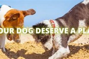 Best Dog Day Care in Batavia IL: Top Choices My Caring Dog – Tips, Stories, and Care Guides for Loving Pet Owners Best Dog Day Care in Batavia IL: Top Choices | My Caring Dog – Tips, Stories, and Care Guides for Loving Pet Owners