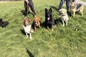 Top Dog Walking & Pet Care Services My Caring Dog – Tips, Stories, and Care Guides for Loving Pet Owners Top Dog Walking & Pet Care Services | My Caring Dog – Tips, Stories, and Care Guides for Loving Pet Owners