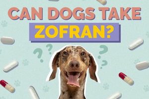 Can Dogs Use Zofran for Car Sickness Relief? My Caring Dog – Tips, Stories, and Care Guides for Loving Pet Owners Can Dogs Use Zofran for Car Sickness Relief? | My Caring Dog – Tips, Stories, and Care Guides for Loving Pet Owners