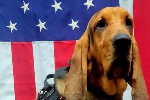 Tragedy: Police Dog Dies in Hot Car My Caring Dog – Tips, Stories, and Care Guides for Loving Pet Owners Tragedy: Police Dog Dies in Hot Car | My Caring Dog – Tips, Stories, and Care Guides for Loving Pet Owners