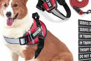 Best Support Dogs for Car Travel My Caring Dog – Tips, Stories, and Care Guides for Loving Pet Owners Best Support Dogs for Car Travel | My Caring Dog – Tips, Stories, and Care Guides for Loving Pet Owners