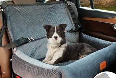 Best Enclosed Car Seats For Dogs: Safe Travel My Caring Dog – Tips, Stories, and Care Guides for Loving Pet Owners Best Enclosed Car Seats For Dogs: Safe Travel | My Caring Dog – Tips, Stories, and Care Guides for Loving Pet Owners