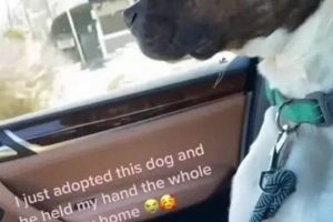 Rescued Dog's Car Ride Hand-Holding Shows True Love My Caring Dog – Tips, Stories, and Care Guides for Loving Pet Owners Rescued Dog's Car Ride Hand-Holding Shows True Love | My Caring Dog – Tips, Stories, and Care Guides for Loving Pet Owners